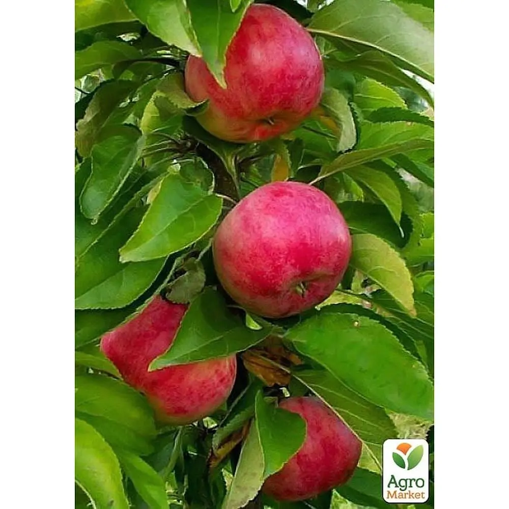 Саженец Agro-Market Яблоня колонновидная Скорпион укорененная в контейнере (саженец 2 года) (99970) - фото 2