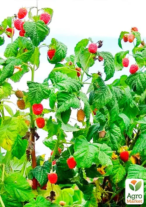 Саджанець Agro-Market Малинове дерево Столешник 1 шт. в пакуванні (37041) - фото 2