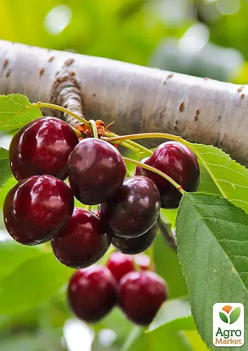 Саджанець Agro-Market Черешня Ірена (літній сорт, середньопізній термін дозрівання) 1 шт. в упаковці (177238) - фото 2