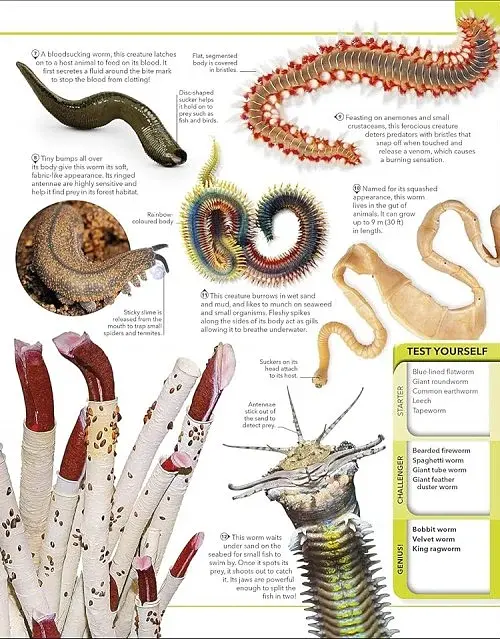 Animal Knowledge Genius - фото 5