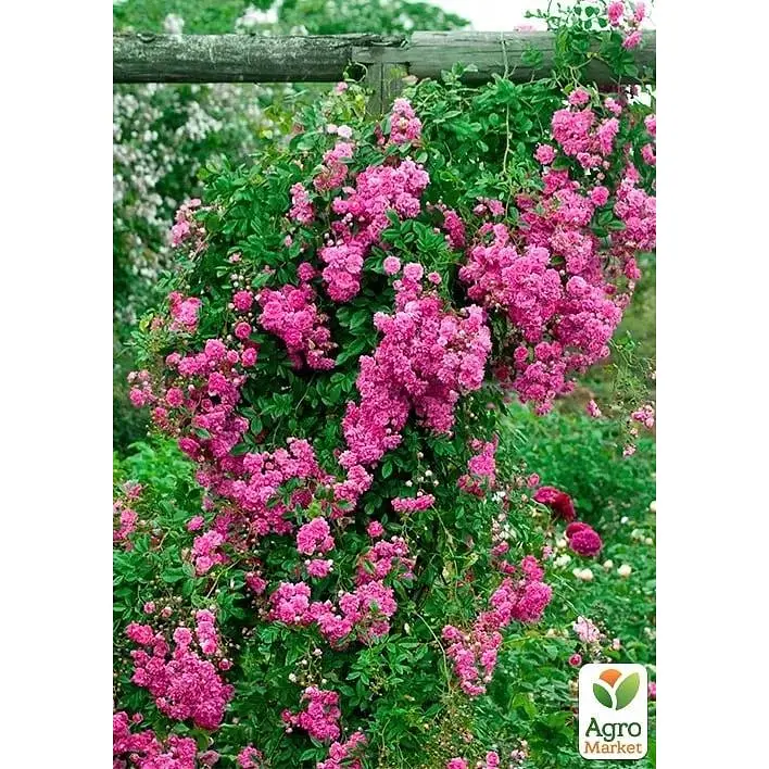 Троянда плетиста Agro-Market Супер Дороті саджанець класу АА+ вищий сорт 1 шт. в упаковці (101874) - фото 3