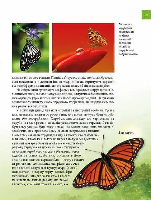 Тварини - майстри маскування. Енциклопедія для допитливих - Андрій Гапченко - фото 7