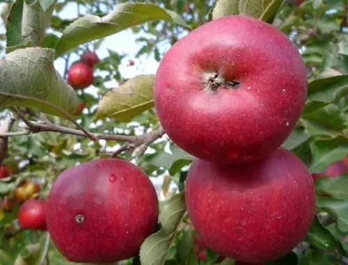 Саженец Agro-Market Яблоня Джонаголд Моренс (Моринс) (зимний сорт, поздний срок созревания) 1 шт. в упаковке (15755) - фото 4