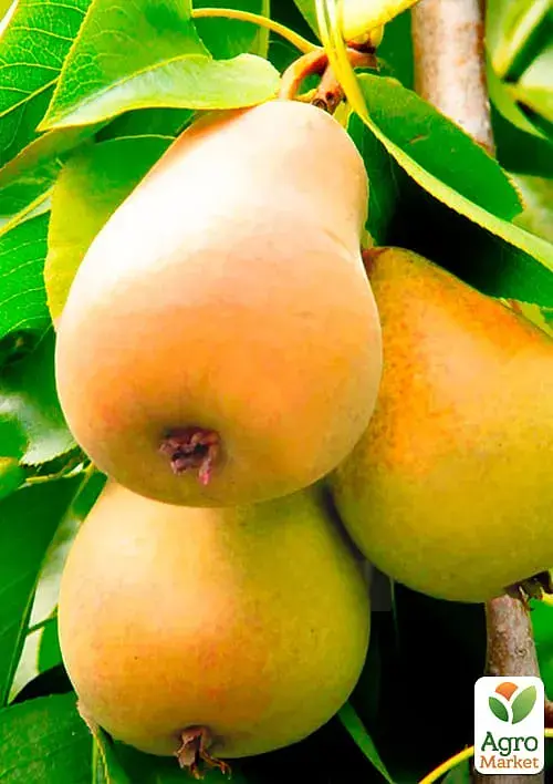 Саженец Agro-Market Груша Талгарская красавица (осенний сорт, средний срок созревания) 1 шт. в упаковке (15813) - фото 3