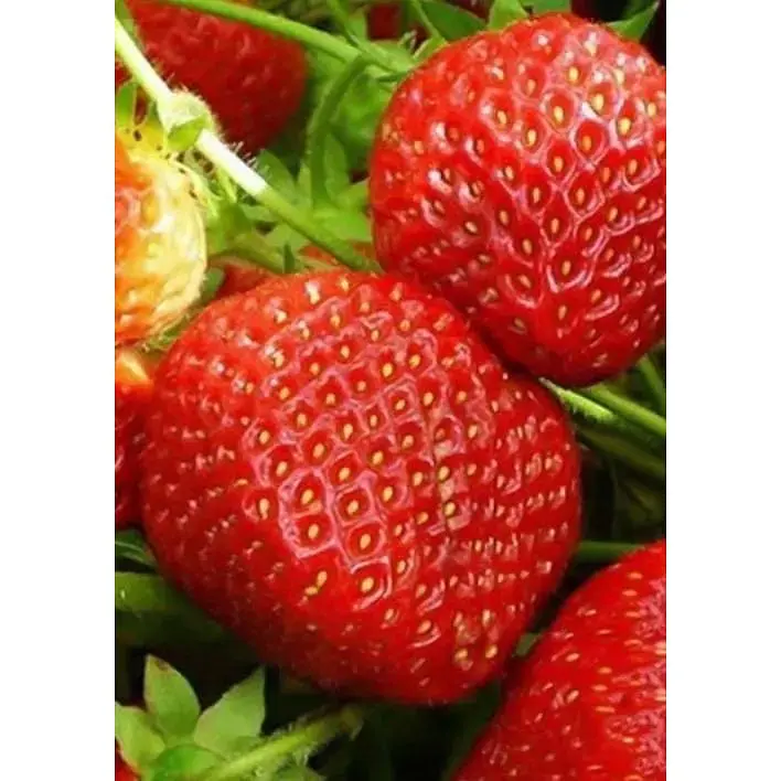 Саджанець Agro-Market Полуниця Флер (Flair) 5шт (ультраранній термін дозрівання) (23397) - фото 5