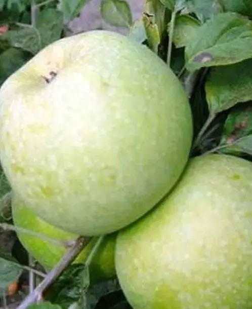 Саженец Agro-Market Яблоня Ренет Кубанский (зимний сорт, поздний срок созревания) (35437) 1 шт. в упаковке - фото 3