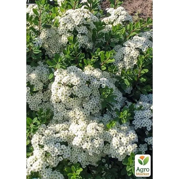 Саджанець Agro-Market Спірея ніппонська 2-х річна Snowmound вазон С2 висота 20-40 см (176819) 1 шт. в упаковці - фото 3