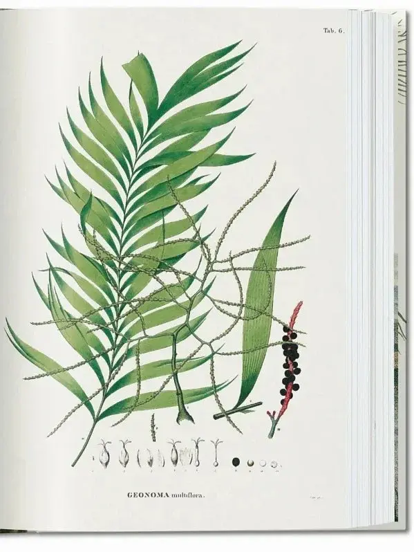 The Book of Palms - фото 4