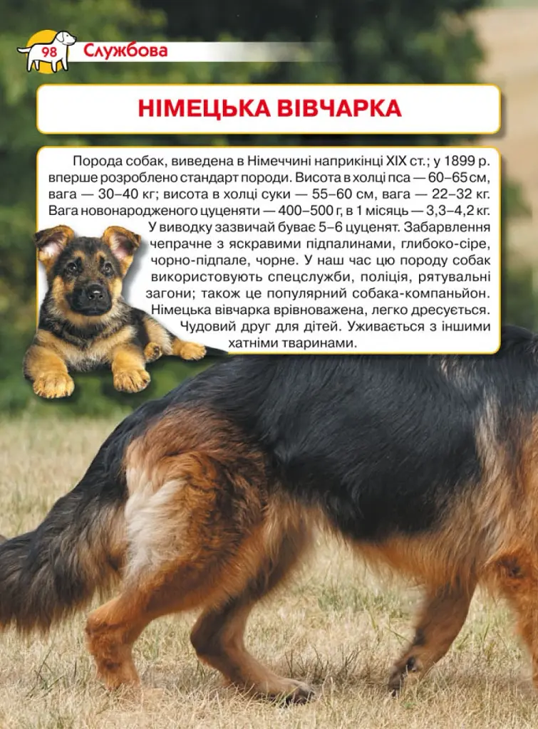 Енциклопедія. Собаки - - фото 5