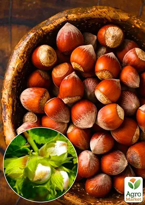 Саженец Agro-Market Фундук Трапезундский (средний срок созревания, перекрестное опыление, сажать по 2 шт.) 1 шт. в упаковке (24613) - фото 2