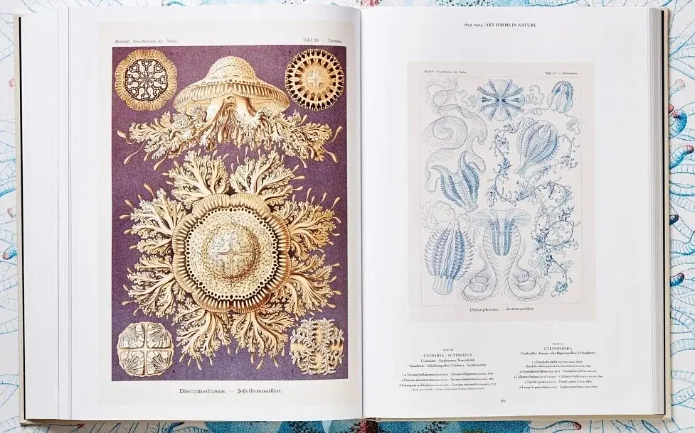 The Art and Science of Ernst Haeckel - фото 12