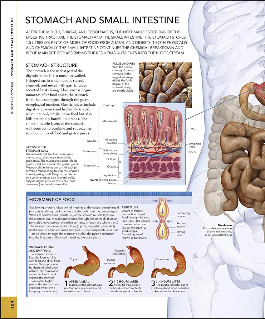 The Human Body Book - фото 10