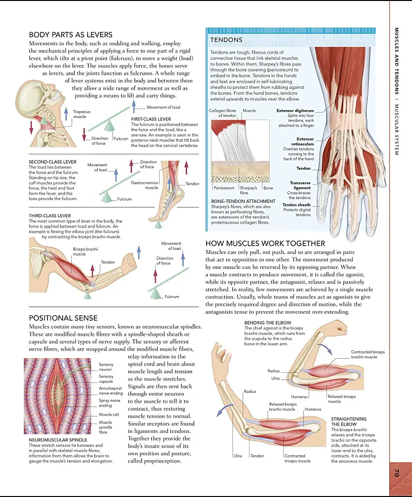 The Human Body Book - фото 5