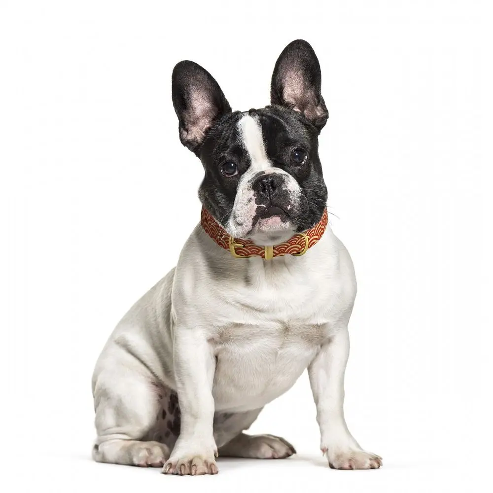 Ошейник для собак BronzeDog Barksi Classic Море кожаный одинарный с золотым тиснением 33-43х2 см красный - фото 6