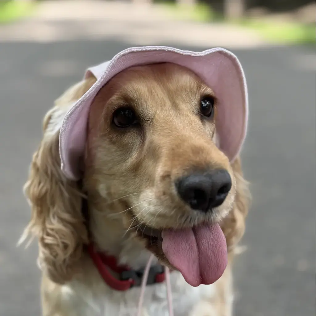 Панама для собак Hat-Dog рожева (L) - фото 6