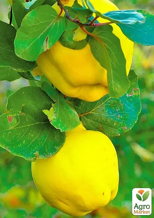 Саженец Agro-Market Айва яблоковидная Анжерская (осенний сорт, ранний срок созревания) 1 шт. в упаковке (178122) - фото 2