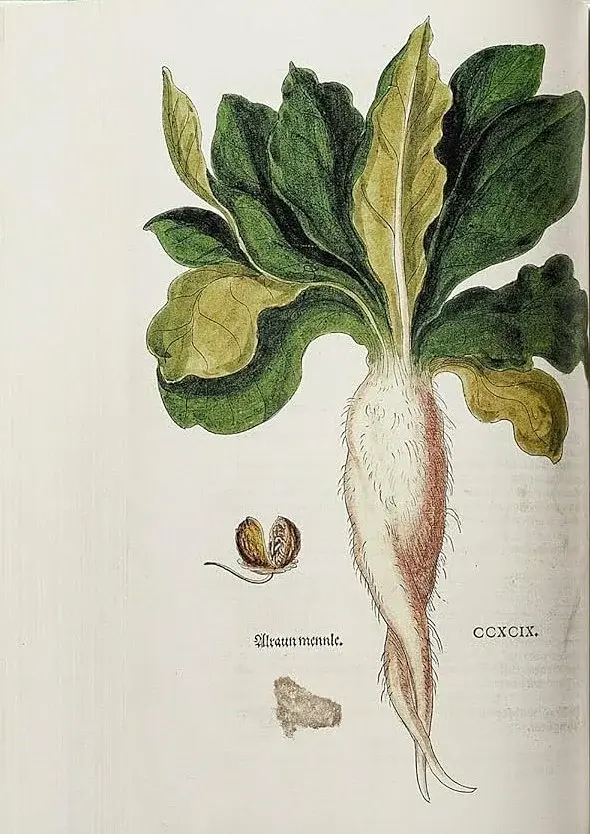 Leonhart Fuchs. The New Herbal - фото 3