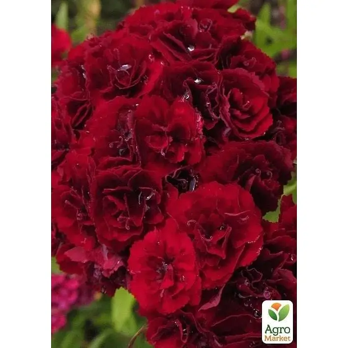 Саджанець Agro-Market Гвоздика Махрова Sunflor Red Bull (контейнер № 10 висота 10 см) (51629) 1 шт. в упаковці - фото 2