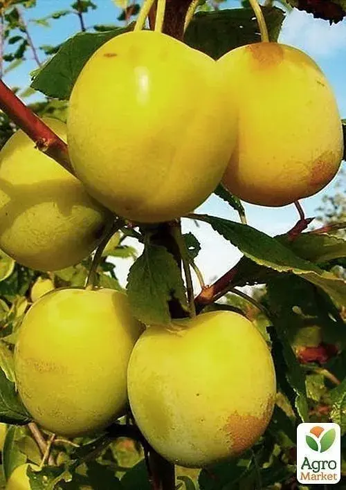 Саженец Agro-Market Слива Белая медовая (летний сорт, ранний срок созревания) 1 шт. в упаковке (17580) - фото 3