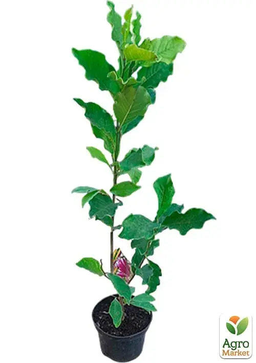 Саженец Agro-Market Магнолия 4-летняя гибридная Susan (высота 60-80 см) 1 шт. в упаковке (181985) - фото 4