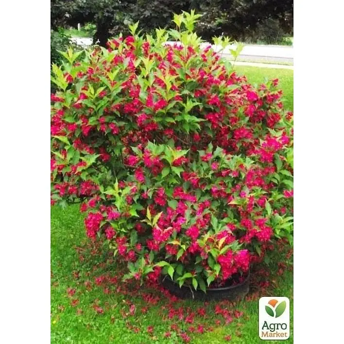 Саджанець Agro-Market Вейгела 2-х річна Red Prince С2 висота 20-40 см (103610) 1 шт. в упаковці - фото 3