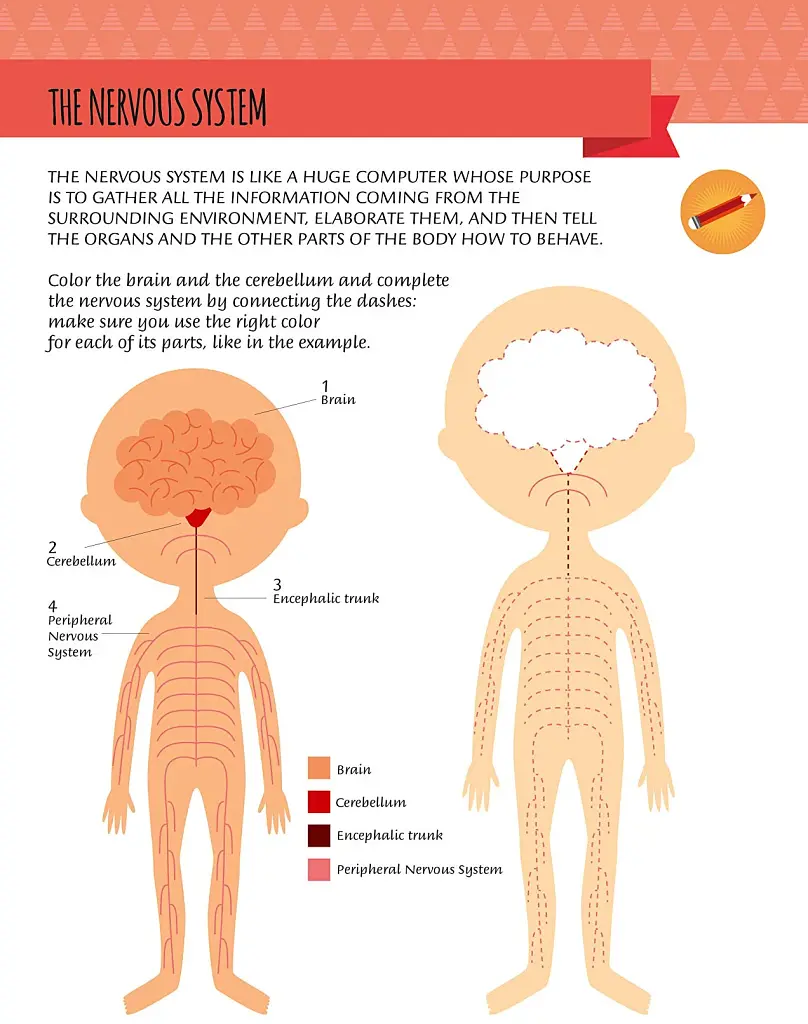My First Book of the Human Body: Montessori Activity Book - фото 8