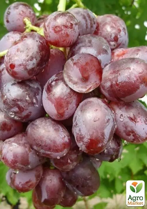 Саджанець Agro-Market Виноград Нізіна (середній термін дозрівання) 1 шт. в пакуванні (21270) - фото 3