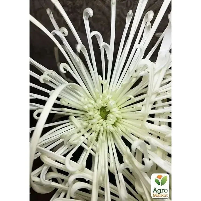 Саженец Agro-Market Хризантема Fireworks Cream (низкорослая крупноцветная) (112744) 1 шт. в упаковке - фото 2