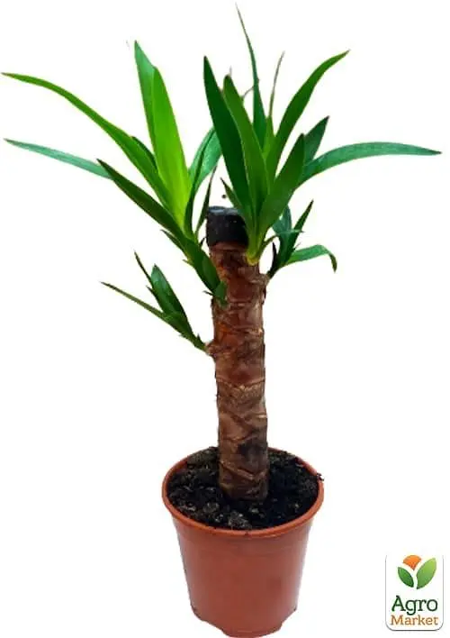 Саженец Agro-Market LMTD Юкка на пальтовидной штамбе 3-х летняя Yucca Treculeana (50-60см) (62824) - фото 2
