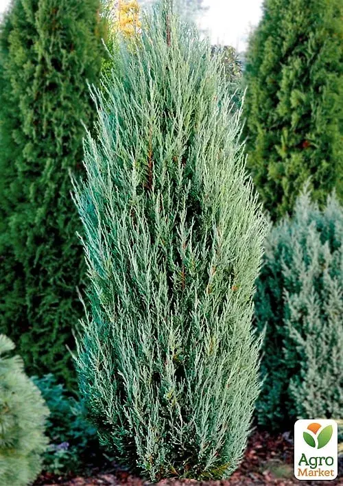 Саджанець Agro-Market Ялівець скельний Blue Arrow С10 висота 120-140 см 1 шт. в упаковці (176725) - фото 3