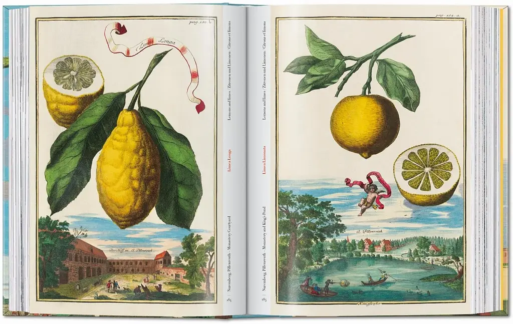 J. C. Volkamer. Book of Citrus Fruits. 45th Edition - фото 7