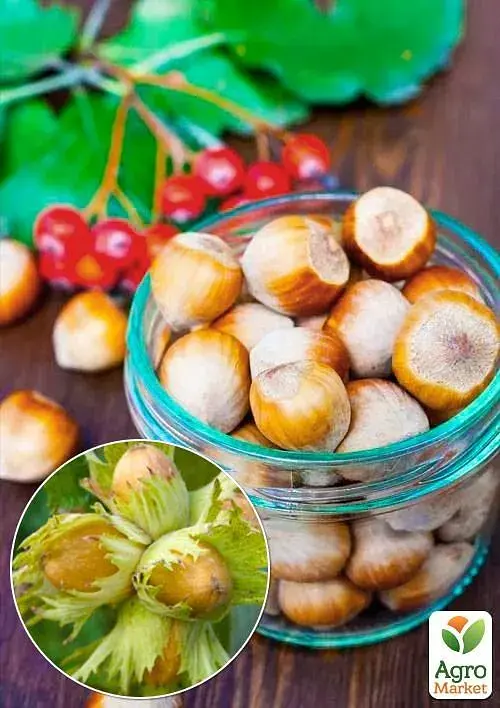 Саженец Agro-Market Фундук Каталонский (перекрестное опыление, сажать по 2 шт.) 1 шт. в упаковке (43006) - фото 2