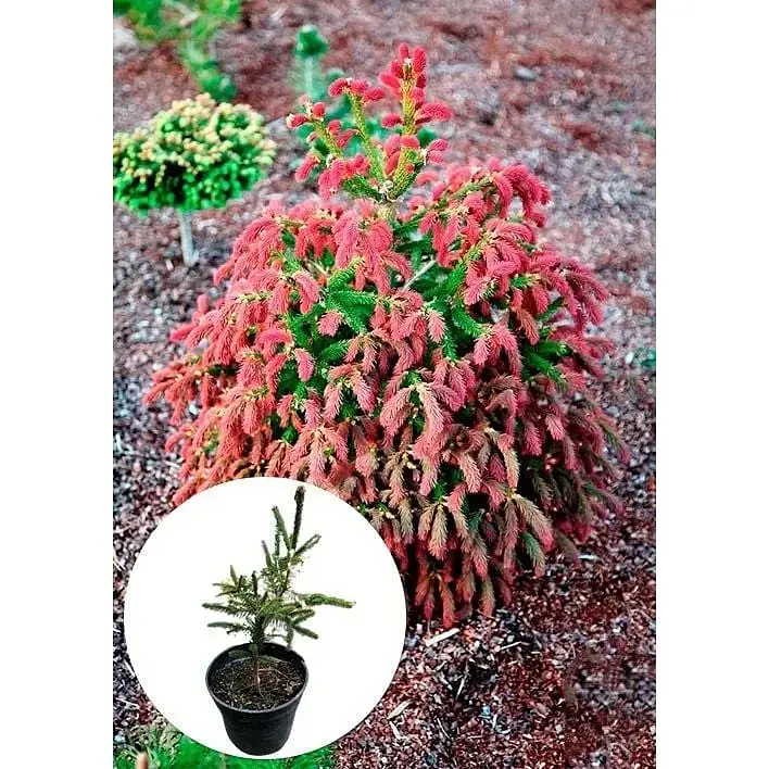 Саженец Agro-Market Ель 3-х летняя карликовая Rydal высота 15-20 см 1 шт. в упаковке (175125) - фото 2