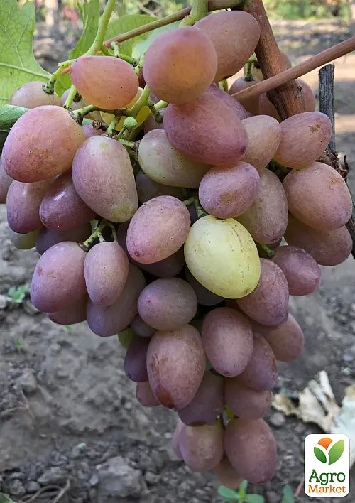 Саджанець Agro-Market Виноград Бонапарт (крупне гроно, соковита солодка ягода) 1 шт. в пакуванні (153789) - фото 2