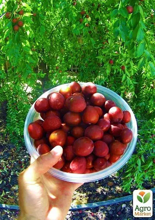 Саджанець Agro-Market Зизифус Китайський-60 (середній термін дозрівання) 1 шт. в упаковці (21391) - фото 2
