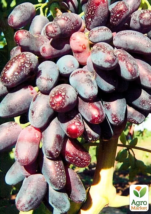 Саджанець Agro-Market Виноград Джованні (дуже раннього терміну дозрівання, не пошкоджується осами) 1 шт. в пакуванні (20235) - фото 2