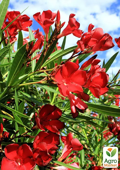 Саженец Agro-Market Олеандр 3-х летний Hardy Red (высота 60-80см) (181472) - фото 3
