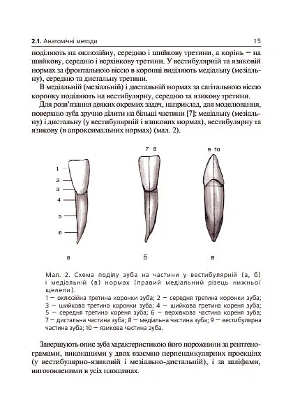 Основи клінічної морфології зубів - Рудольф Самусев - фото 6