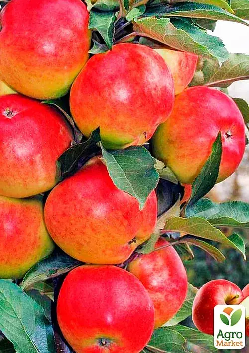 Саженец Agro-Market Яблоня колоновидная Джин (зимний сорт, поздний срок созревания) 1 шт. в упаковке (35441) - фото 2