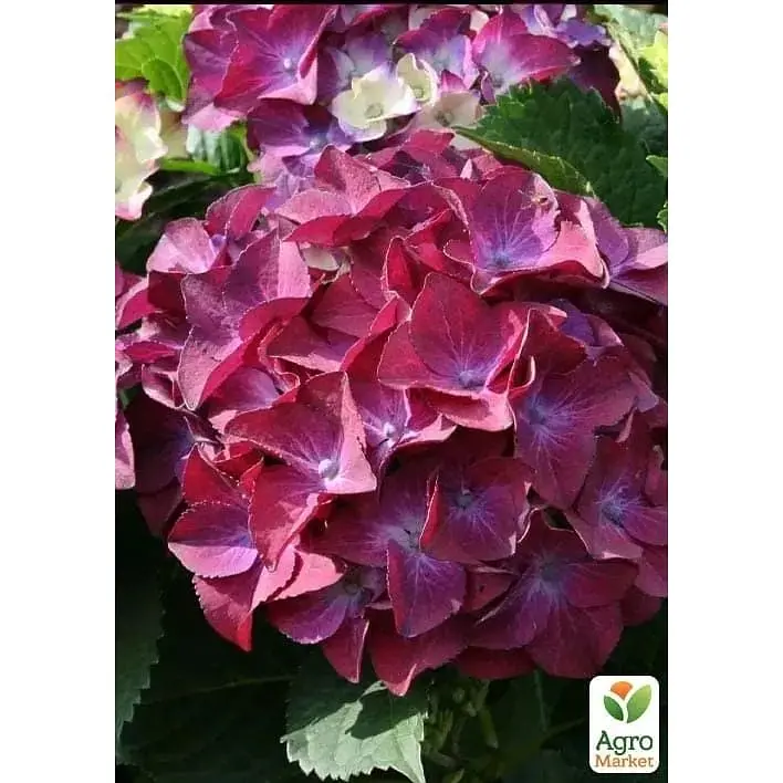 Саженец Agro-Market Гортензия крупнолистная 2-х летняя Hot Red Purple высота саженца 25-45 см (183489) 1 шт. в упаковке - фото 2