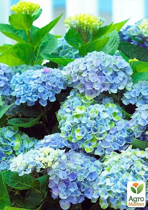 Саженец Agro-Market LMTD Гортензия крупнолистая цветущая 3-х летняя Magical Revolution Blue (30-40см) (62419) - фото 3