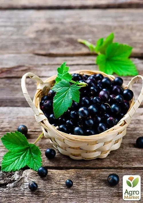 Саджанець Agro-Market Смородина чорна Бен Конан (Ben Connan) ранній термін дозрівання, зимостійкий сорт) 1 шт. в пакуванні (44816) - фото 3