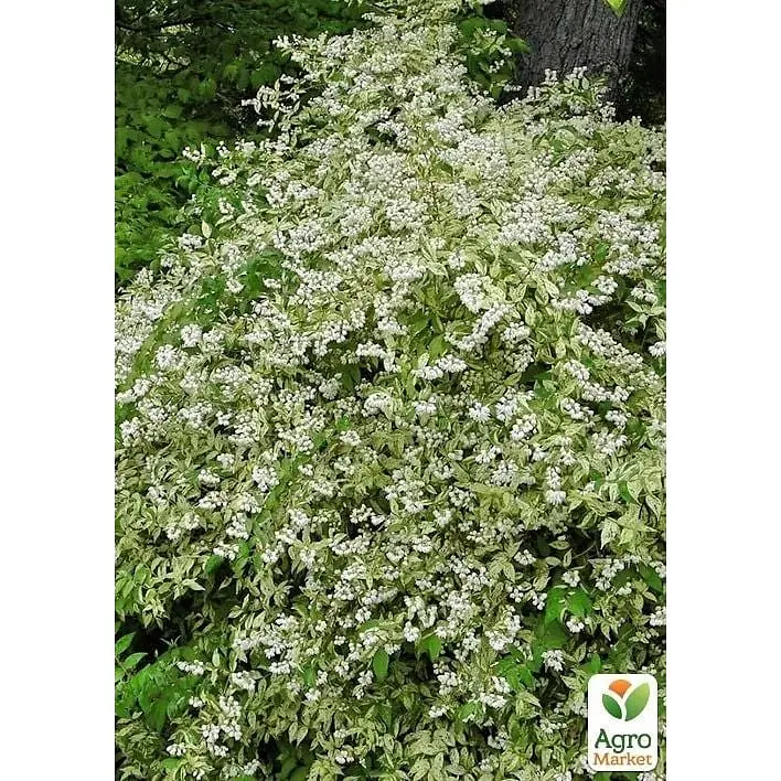 Саджанець Agro-Market Дейція витончена Variegata (177272) 1 шт. в упаковці - фото 2