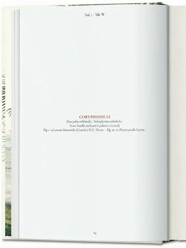 The Book of Palms - фото 12