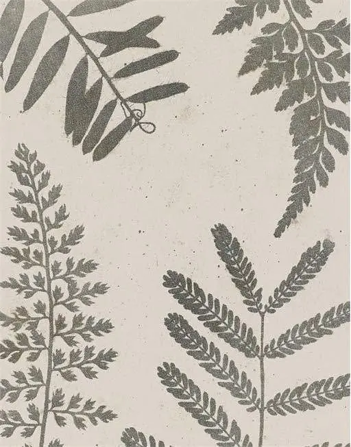 Cameraless Photography. V&A Photography Library Series - фото 3