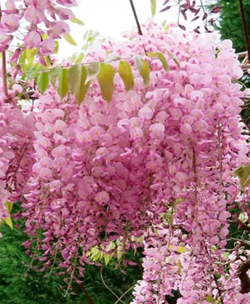 Глициния Agro-Market Вистерия Floribunda Rosea 2-летняя высота 50-70 см из Нидерландов 1 саженец в упаковке (184896) - фото 3