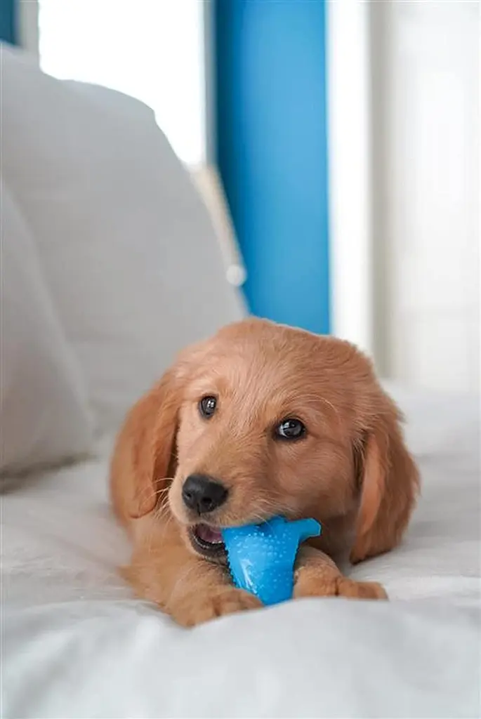 Іграшка для жування Nylabone Puppy Chew Toys для цуценят до 11 кг - фото 2