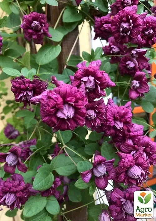 Саджанець Agro-Market Клематис 2-х річний Purpurea plena elegans вазон С2 (181582) - фото 4
