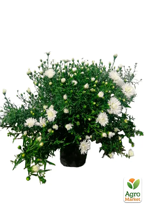 Саженец Agro-Market Астра ново-бельгийская White Ball (С1,5 высота 20-30см) (105529) - фото 2