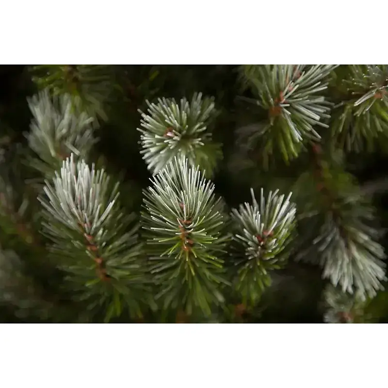 Сосна штучна Triumph Tree Forest Pittsburgh зелена з ефектом покриття інеєм та шишками 2.60 м  - фото 3